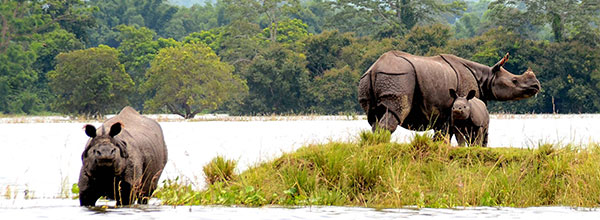 One-horned Rhino