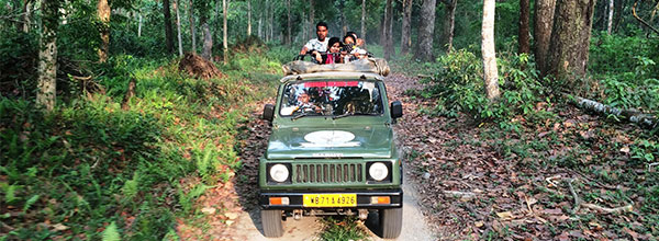 Safari At Gorumara