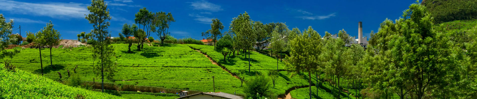 Plan to avail with Darjeeling Sikkim Tour Packages 