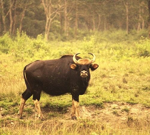 Dooars - Jaldapara and Buxa Tiger Reserve