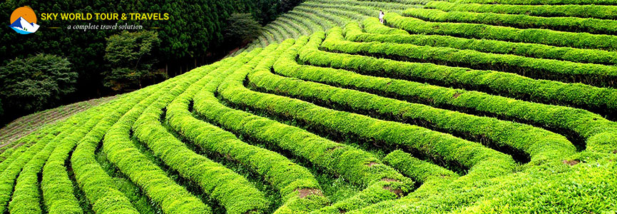 Happy Valley Tea Estate