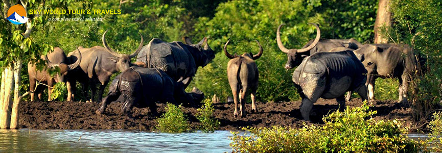 Kaziranga National Park