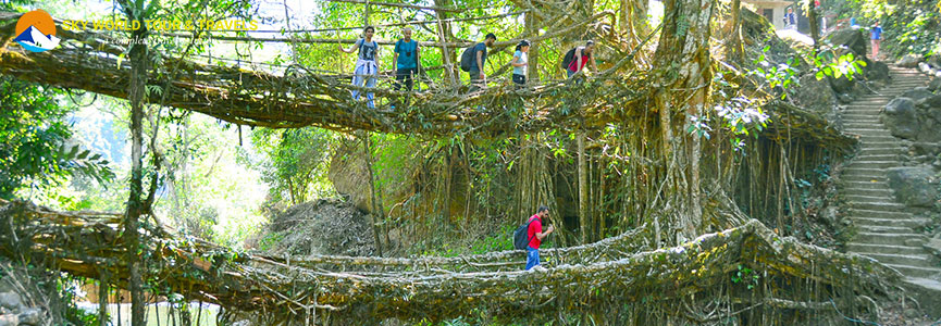 Living Root Bridges at Cherapunjee